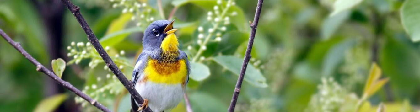 northern parula, All About Birds