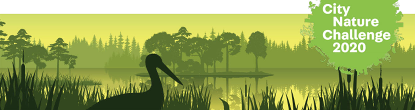 iNaturalist City Nature Challenge