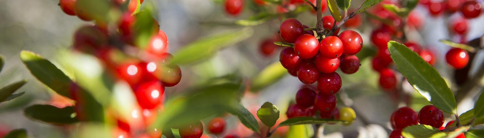 Close view of red holly berries