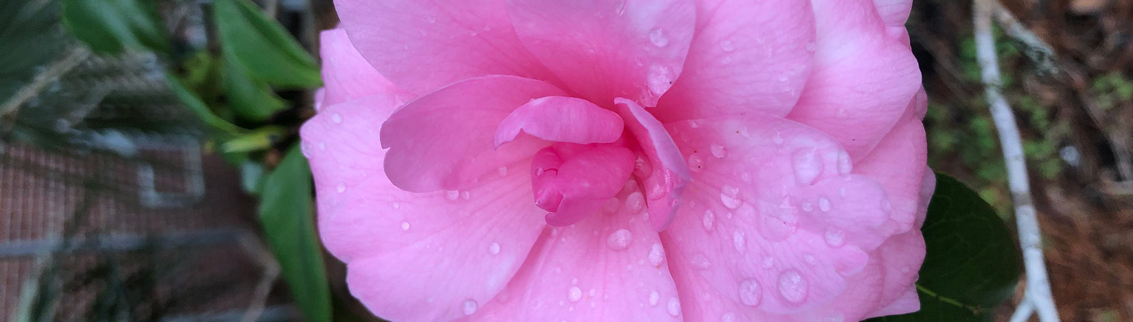 Bright pink camellia flower with dew drops visible