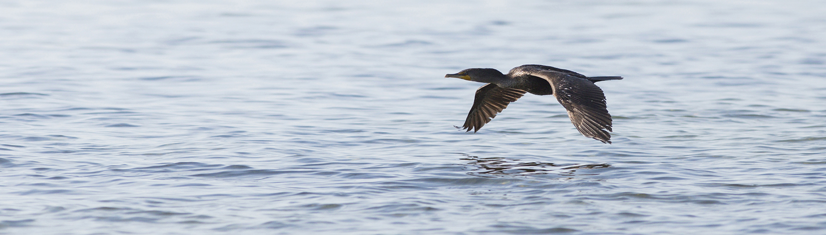 Cormorant bird gliding over the surface of the water.