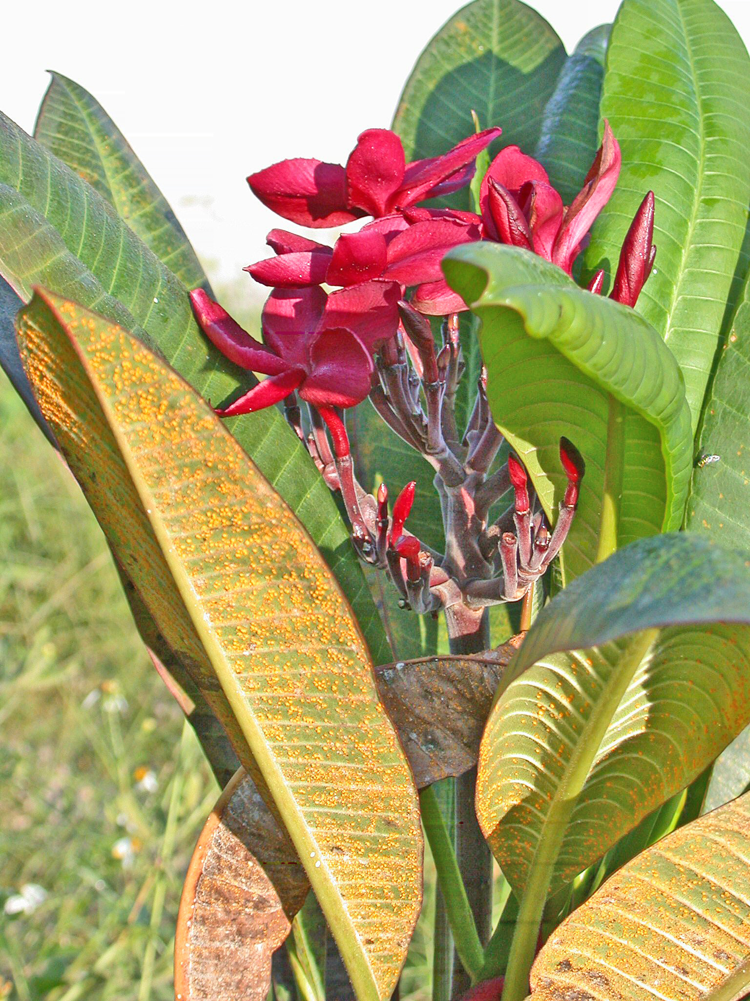 Common rust disease causes premature leaf drop of frangipani (plumeria