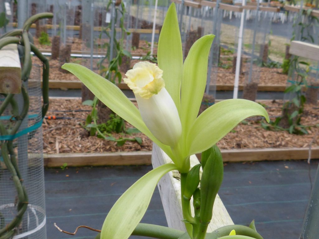 Vanilla Production..in Florida? UF/IFAS Extension Collier County