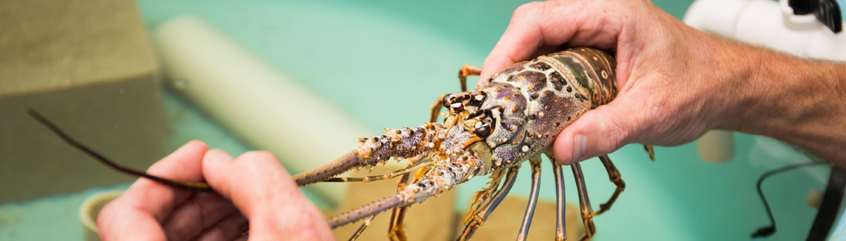 Spiny lobster.