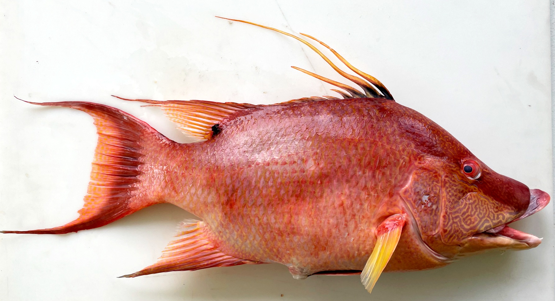 Fish of Florida Hogfish (Lachnolaimus maximus) Species Profile UF