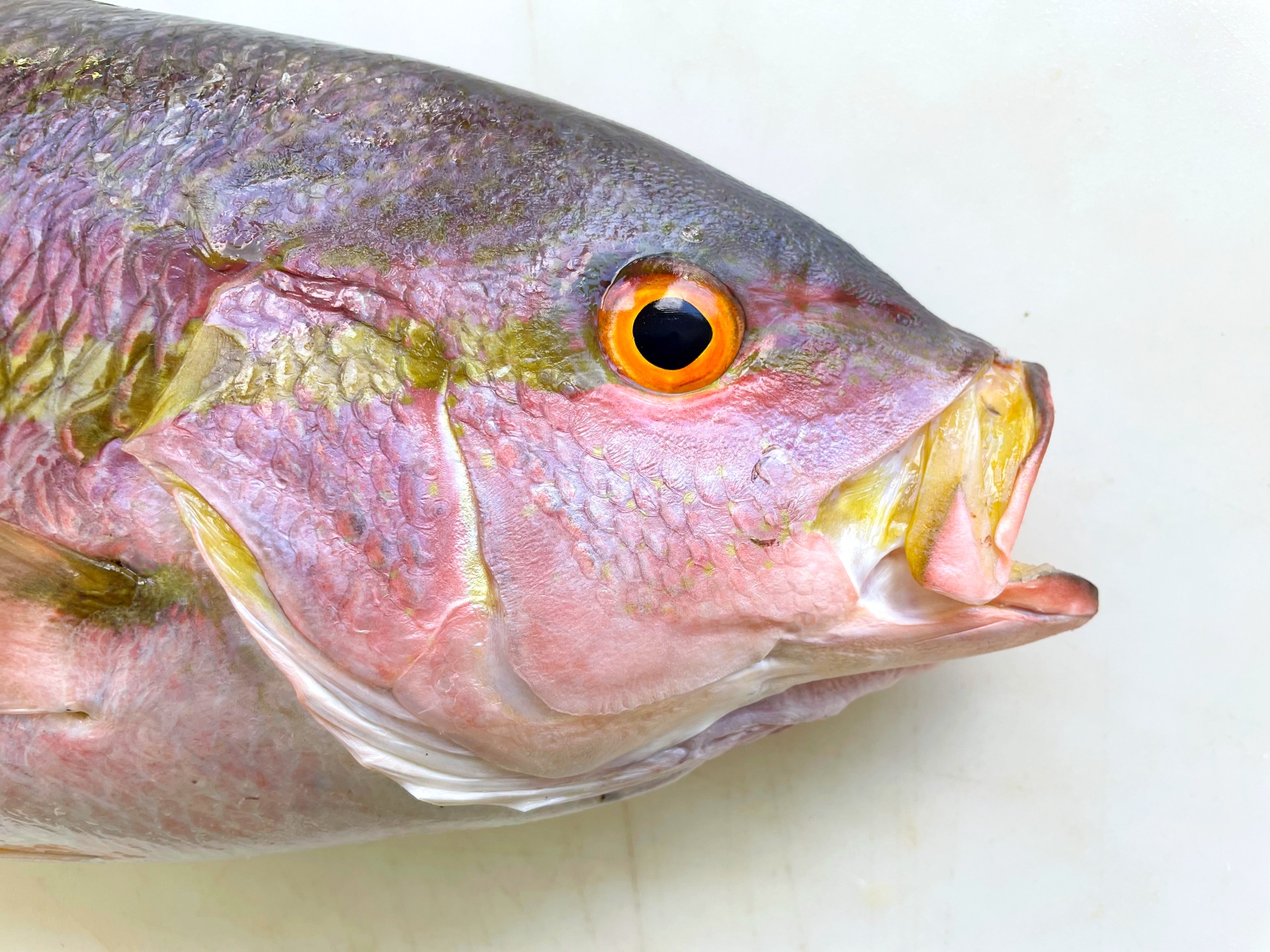 Yellow Tail Snapper Fillets