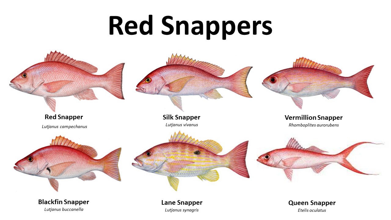 Fish of Florida: Red Snapper (Lutjanus campechanus) Species Profile -  UF/IFAS Extension Collier County, Snapper 