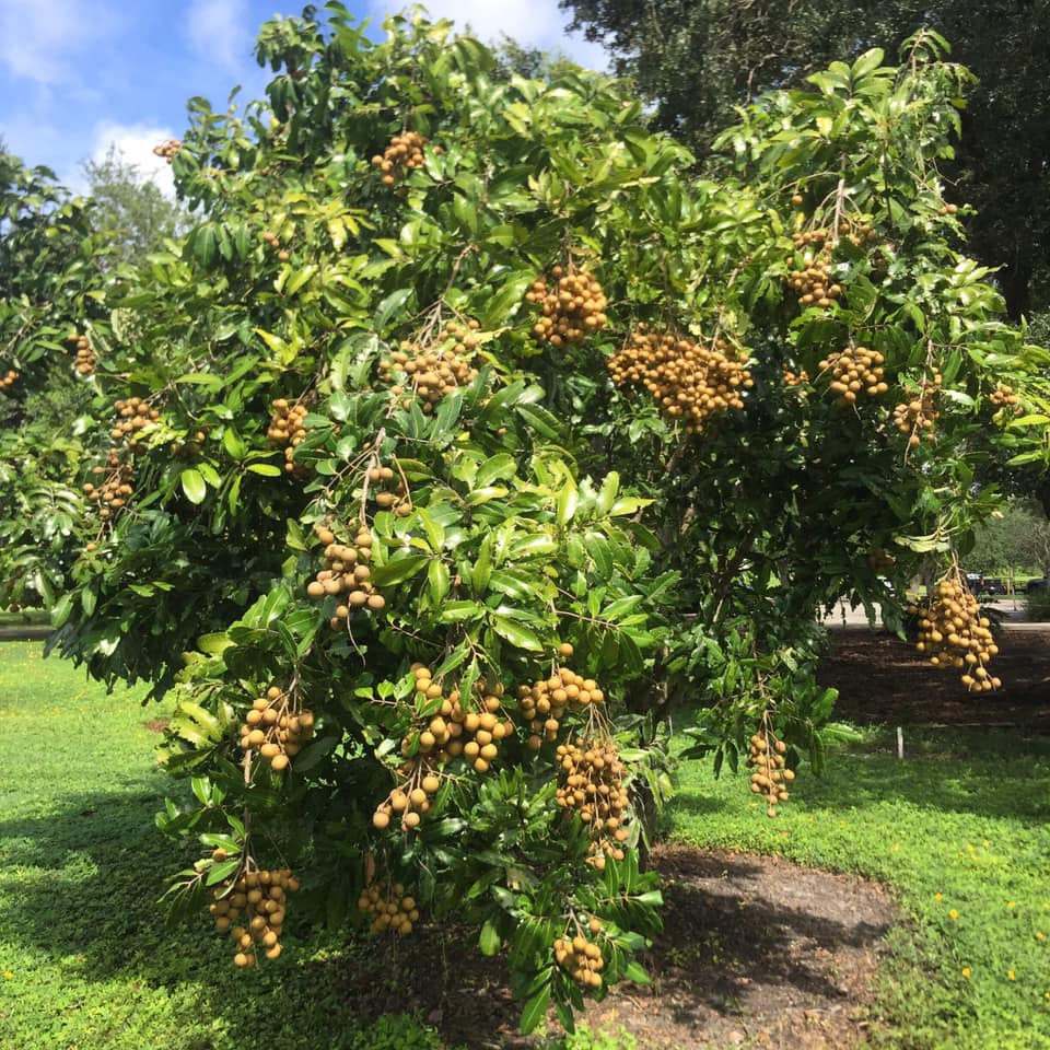 harvesting-longans-uf-ifas-extension-collier-county