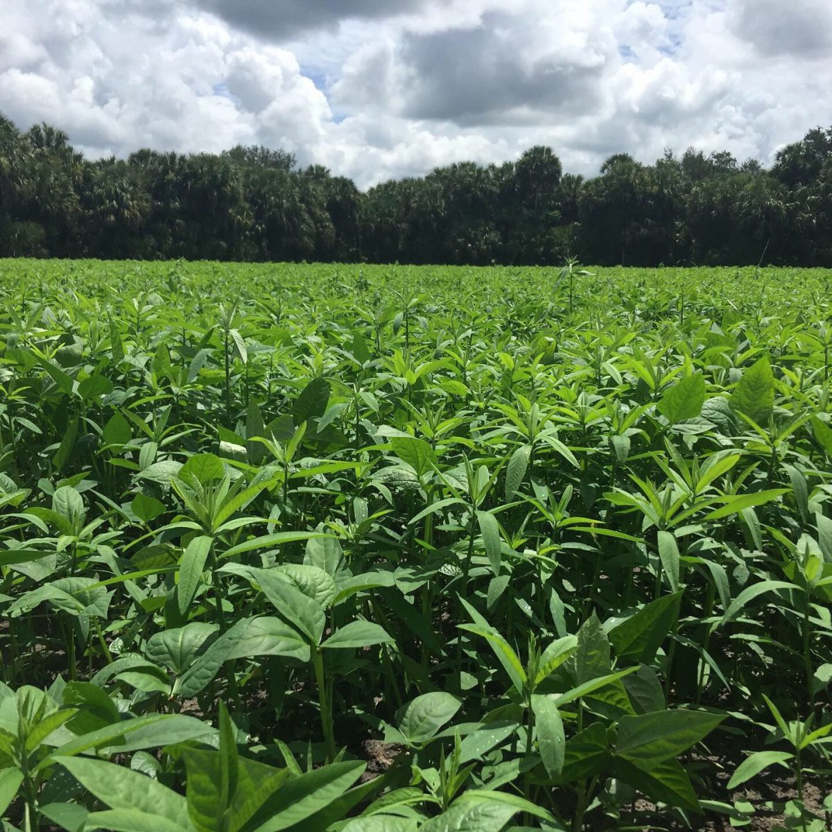 Sunn Hemp and Cowpea as Cover Crops in Florida UF/IFAS Extension