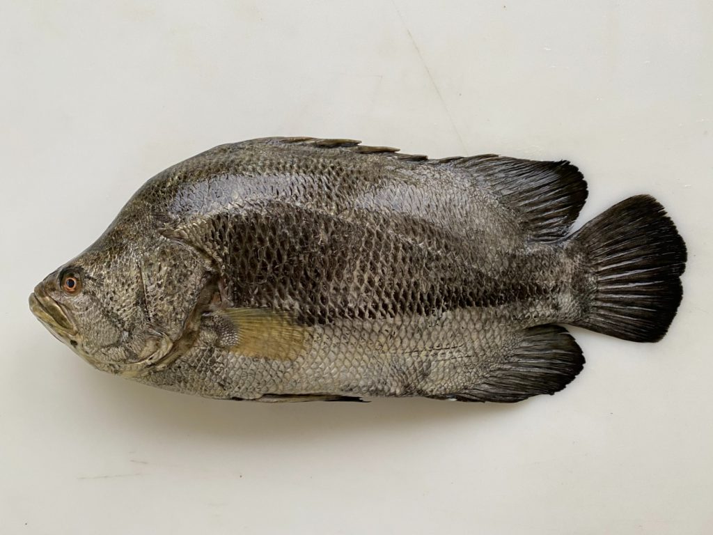 Fish of Florida Atlantic Tripletail (Lobotes surinamensis) Species