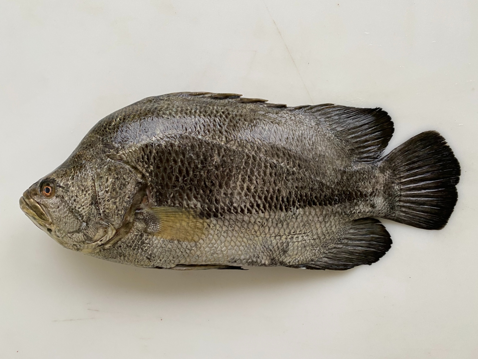 Fish of Florida: Atlantic Tripletail (Lobotes surinamensis