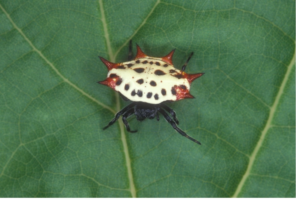 Spiders in the Lanai UF/IFAS Extension Collier County