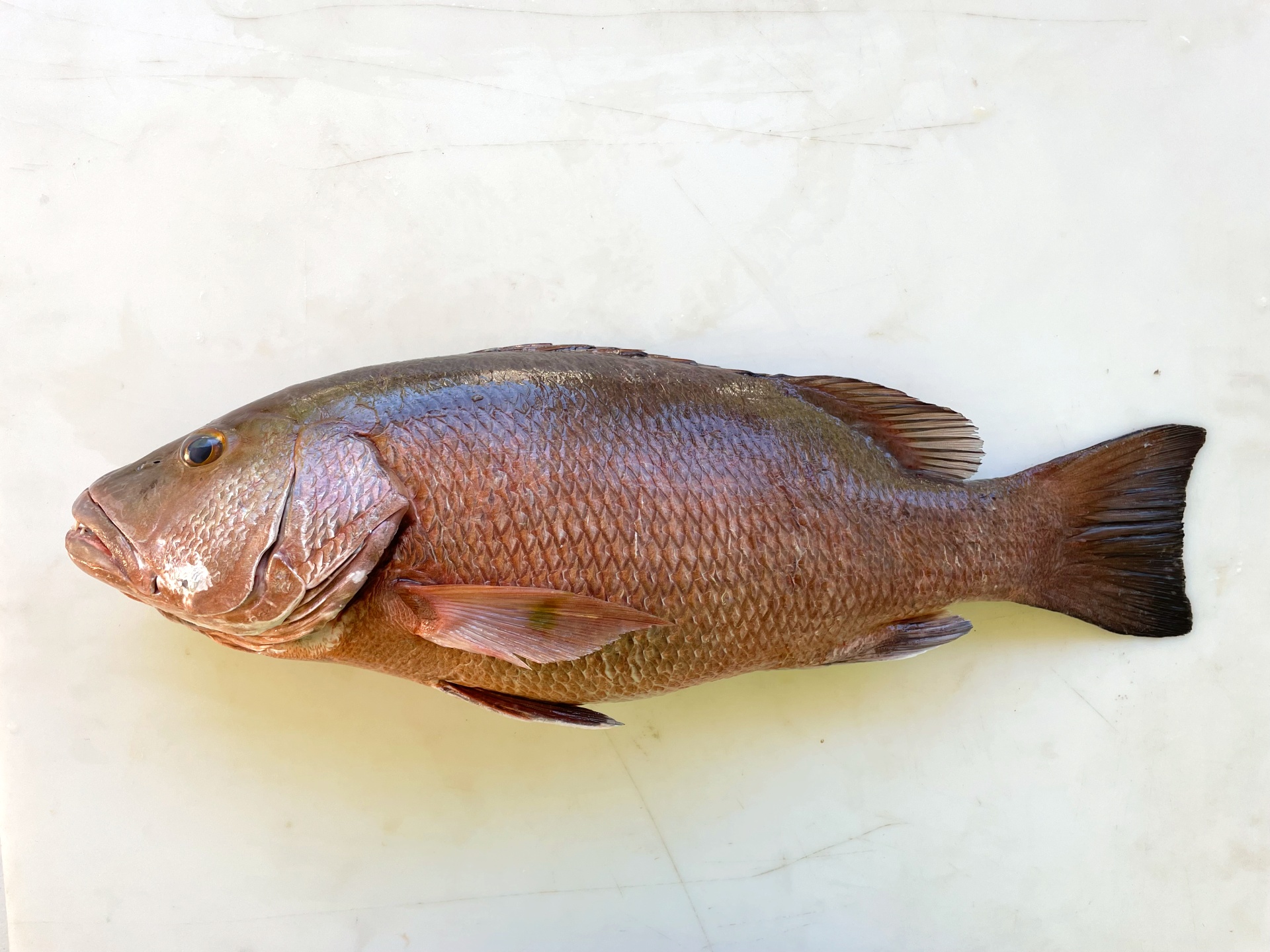 Fish of Florida: Atlantic Cubera Snapper (Lutjanus cyanopterus