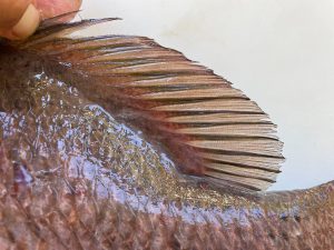 Fish of Florida: Atlantic Cubera Snapper (Lutjanus cyanopterus) Species  Profile - UF/IFAS Extension Collier County