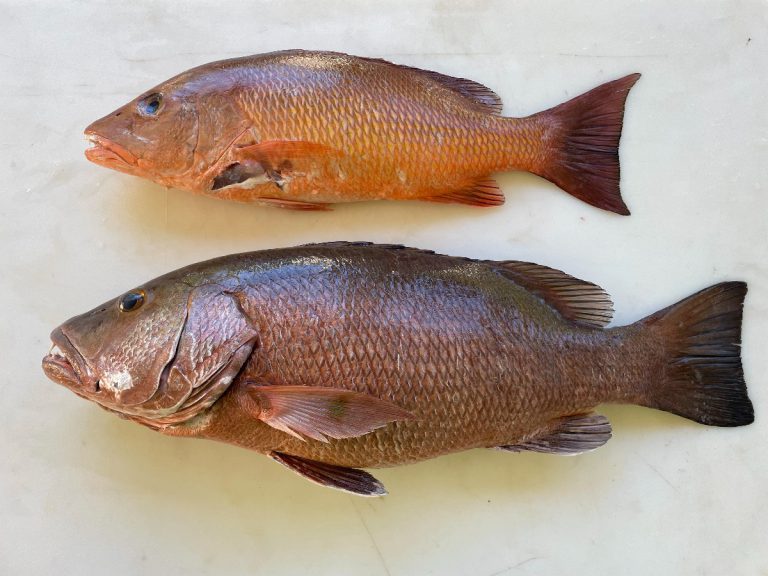 Fish of Florida: Atlantic Cubera Snapper (Lutjanus cyanopterus) Species ...