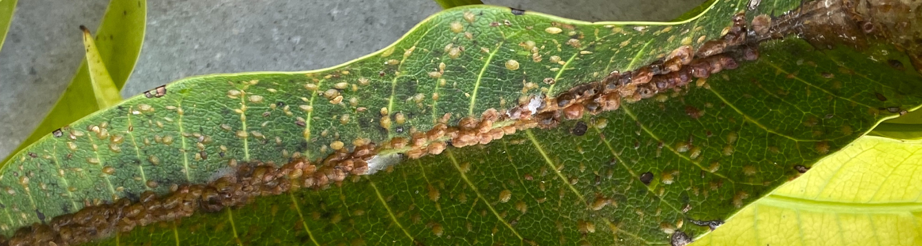 ENY-413/IG073: Mango Pests and Beneficial Insects