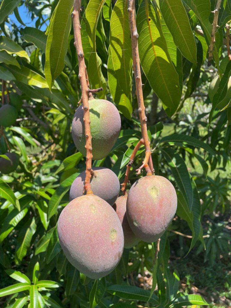 Mango Fruit Drop Is it Normal? UF/IFAS Extension Collier County