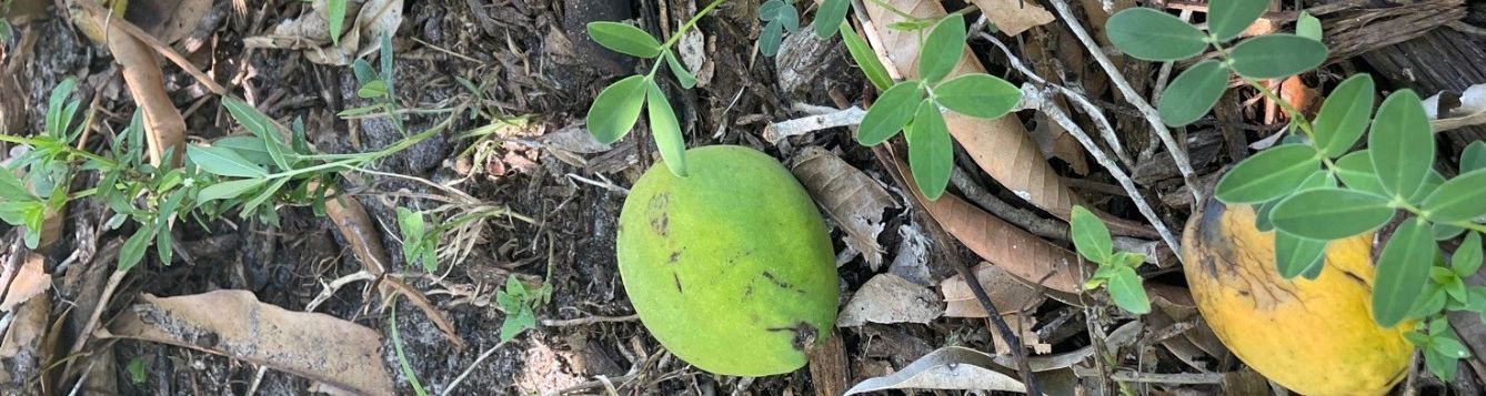 How to make mango bloom flowers to produce off-season fruits