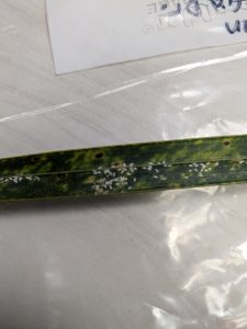 foxtail palm leaflet with Phantasma scale