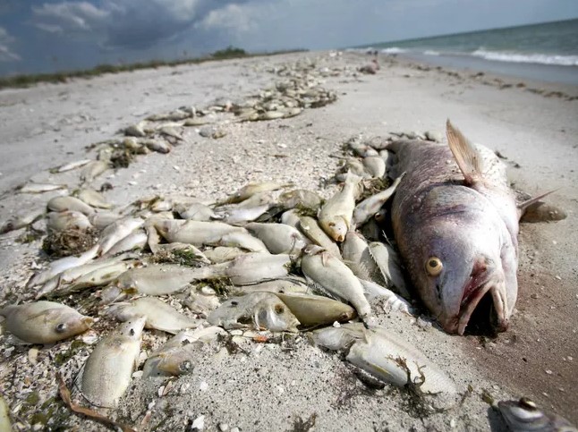 Red Tide, Fisheries Modeling and Citizen Science: Casting a Line to ...