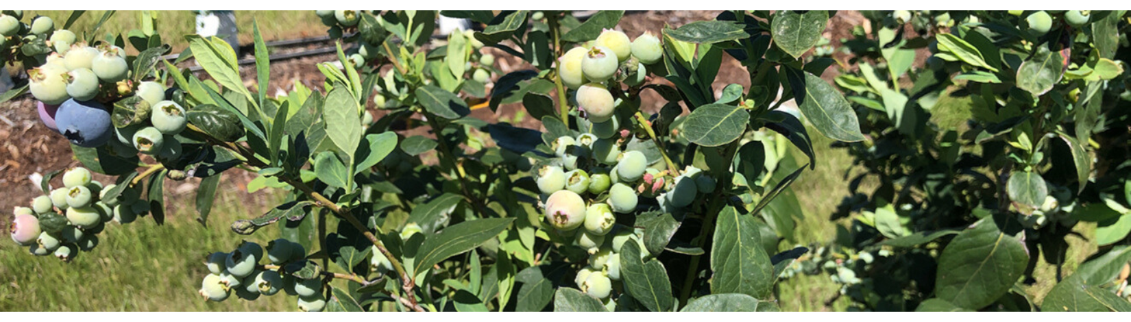 Why Blueberries Are a Smart Crop for North Florida Farmers