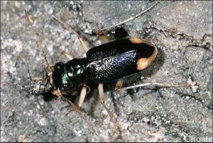 Tiger Beetle