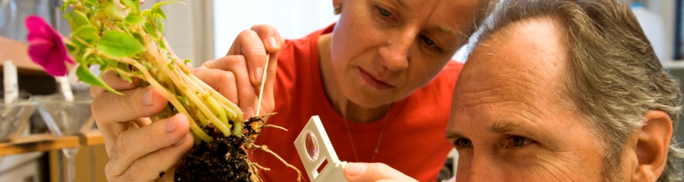 Researchers examine a plant's root system for signs of nematode damage