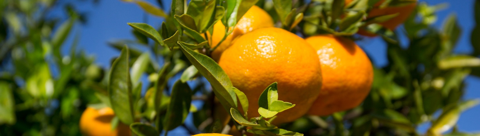 PFD Alert: Be vigilant, stay alert! - UF/IFAS Citrus Research and ...