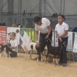 Wiley State Fair goat competition