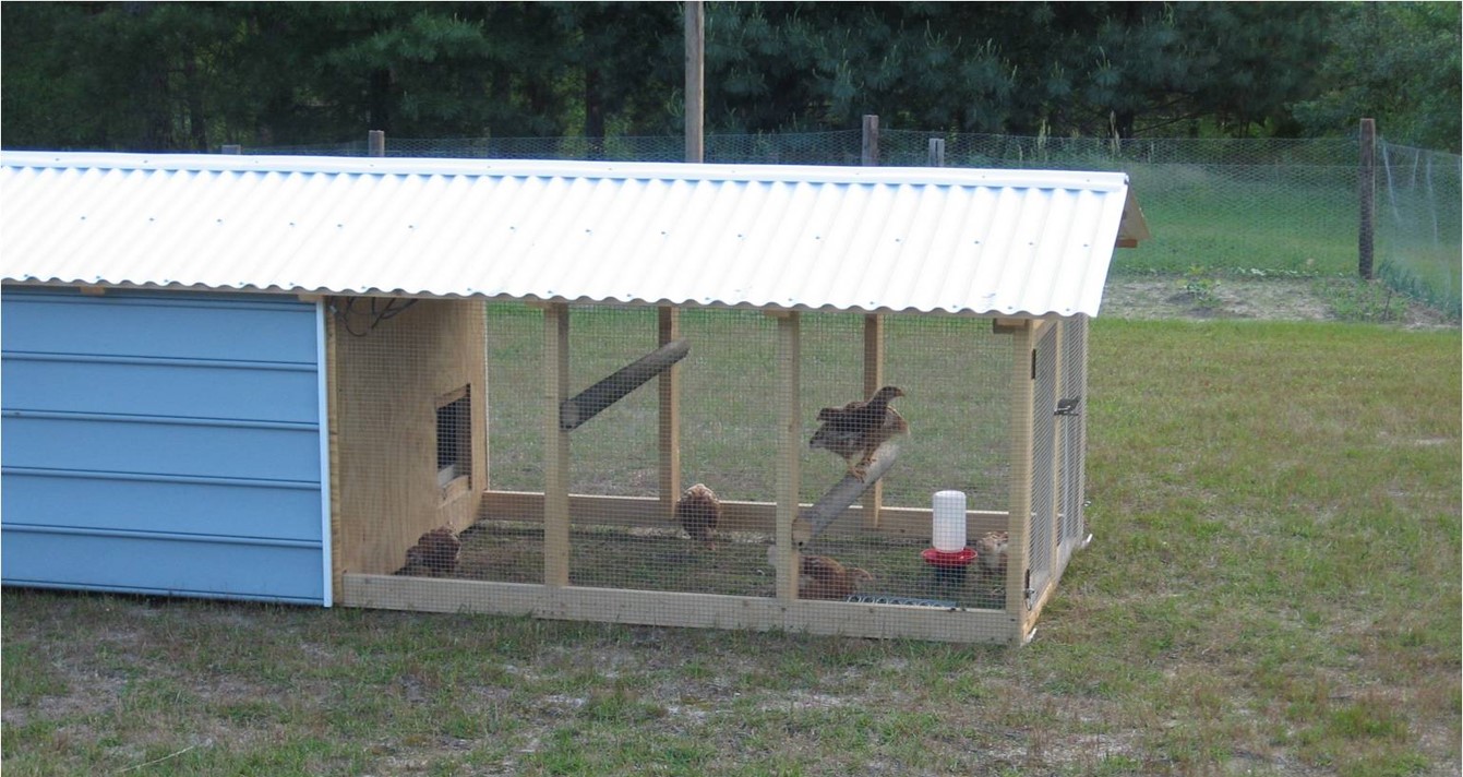 Coop Considerations Before Starting Your Backyard Flock - UF/IFAS ...