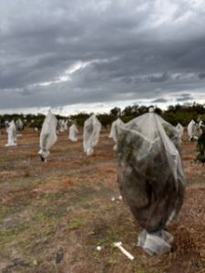 An overall view of the Individual Protective Cover -IPC, where notable difference in maintenance inside the covers, 