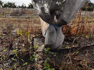 IPC on citrus, wet and accumulation litter inside the plant