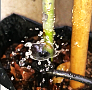 Drip Irrigation Emitter showing adjustable flow working on a citrus plant