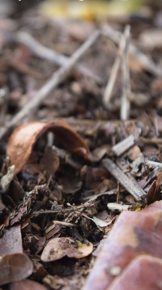 Litter at soil grove, By Edwin Gutierrez-Rodriguez UF/IFAS