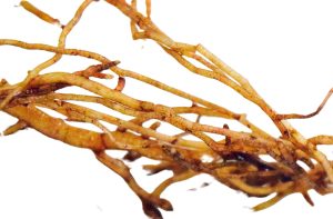 Close view of healthy new roots with growing tips.