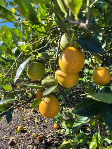 Cluster of oranges, different ripening stages hanging from a citrus tree, with fallen fruit on the ground.