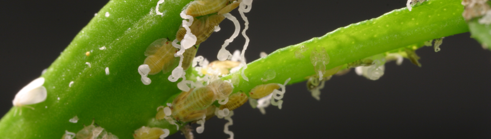 Asian citrus psyllid, Diaphorina citri, and larvae.