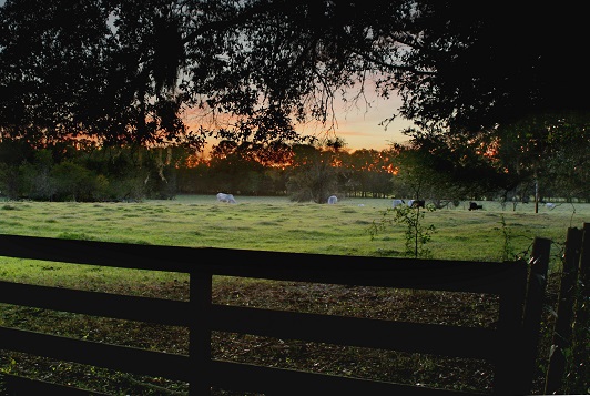 Beef cattle in a field.