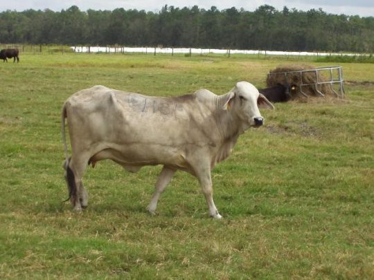 brahma cow