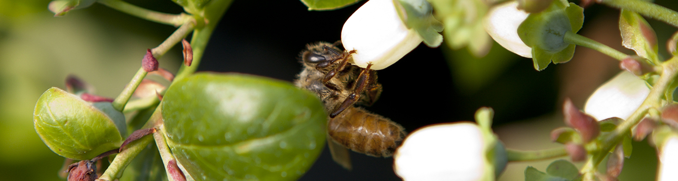 A pollinator on a blueberry plant.