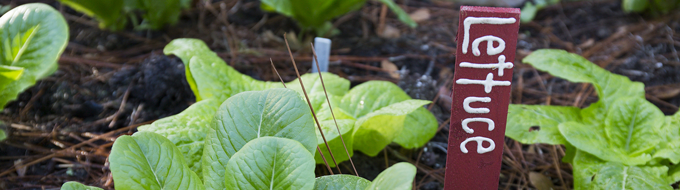 A head of lettuce growing in a vegetable garden.