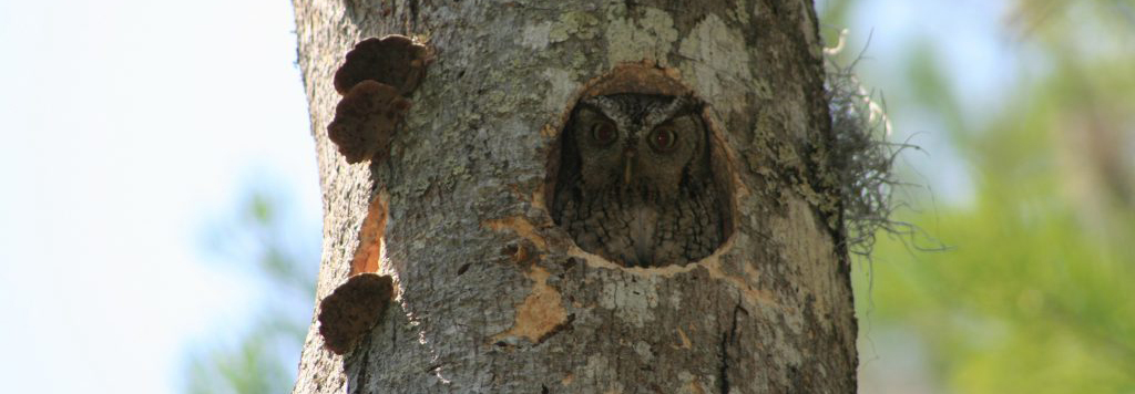Screech Owl in a hole in a treetrunk