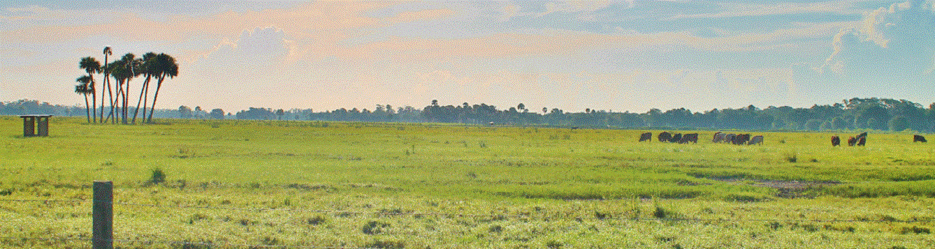 DeseretRanch with cattle in a pasture
