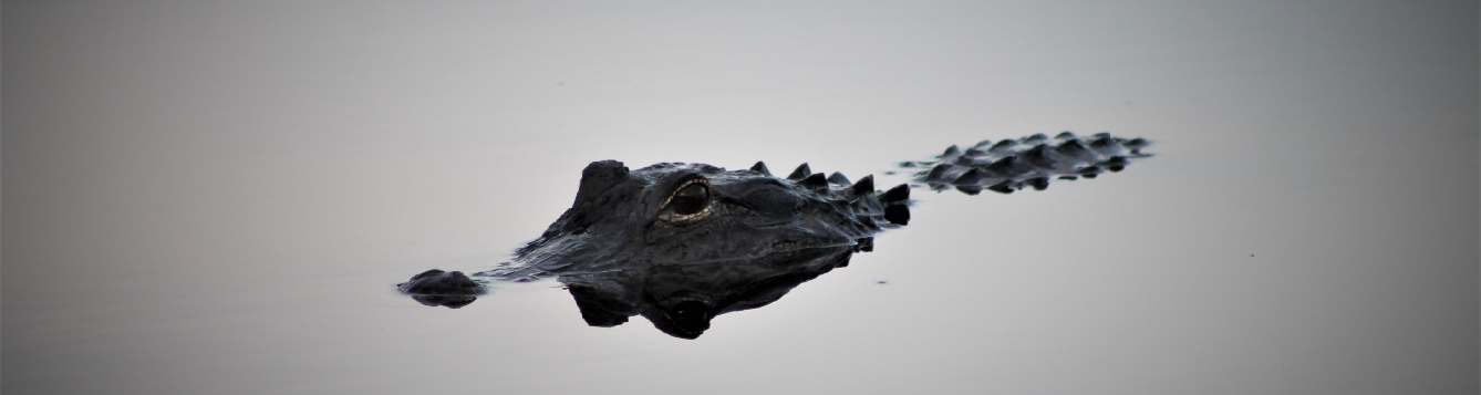 alligator halfway submerged in the water