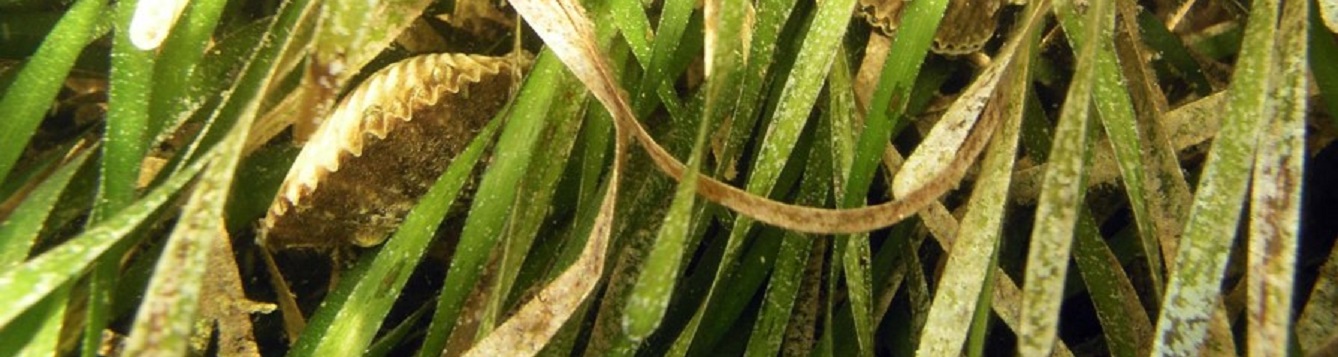 Scallops nestled in seagrass