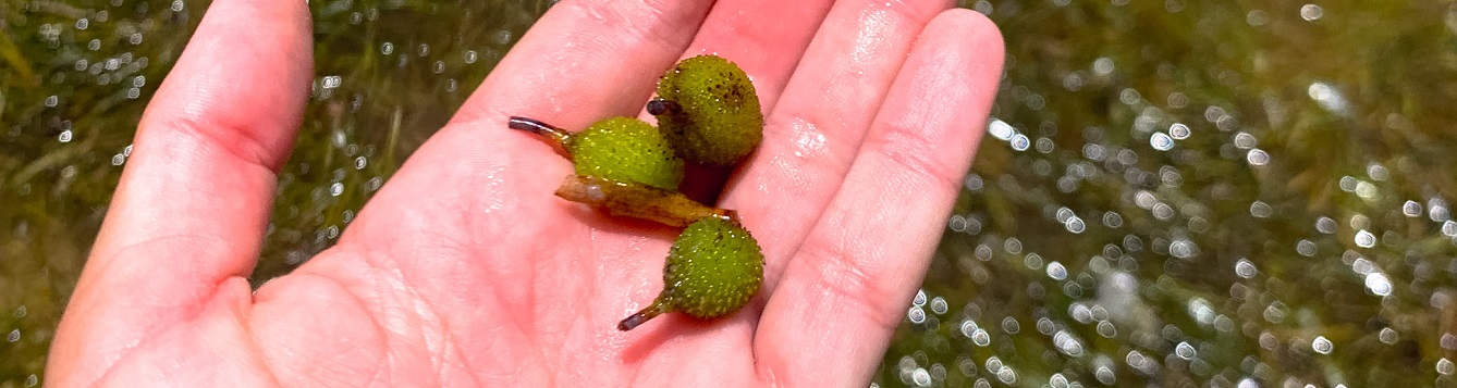 turtle grass fruits in hand