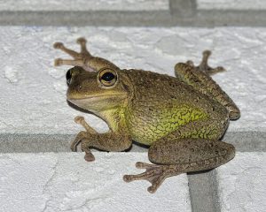 cuban tree frog