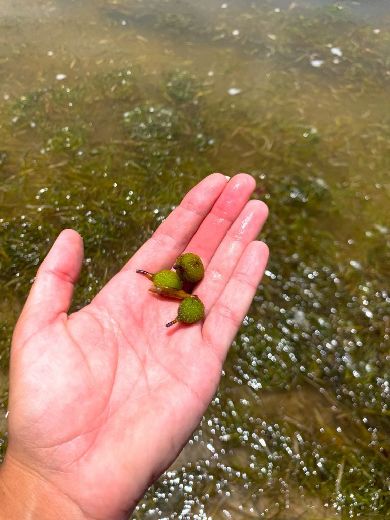 turtle grass fruits in hand
