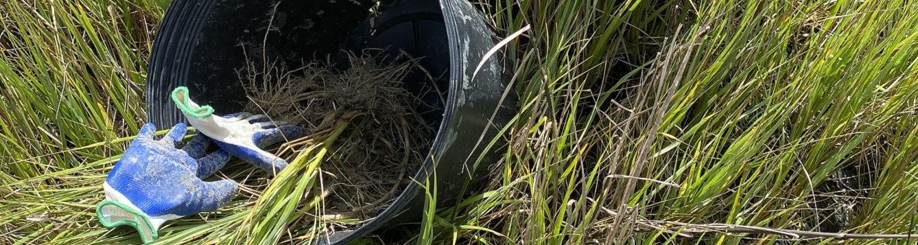 plants, gloves, and buckets in a marsh
