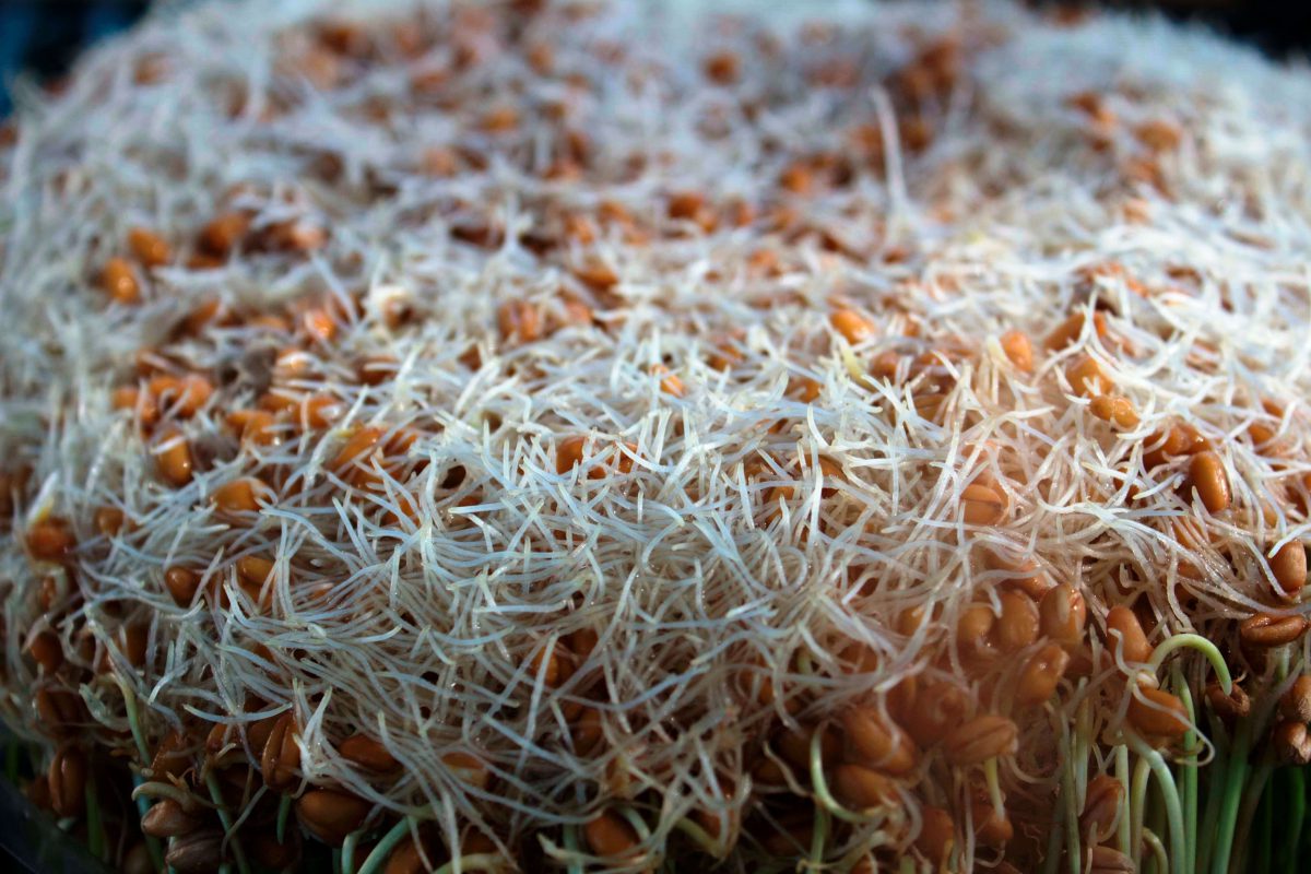 Sprouting Grains for Chickens UF/IFAS Extension Duval County